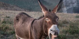 Donkey braying