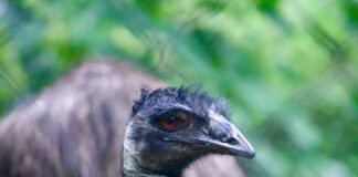 Emu