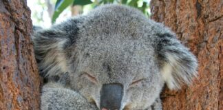 Koala