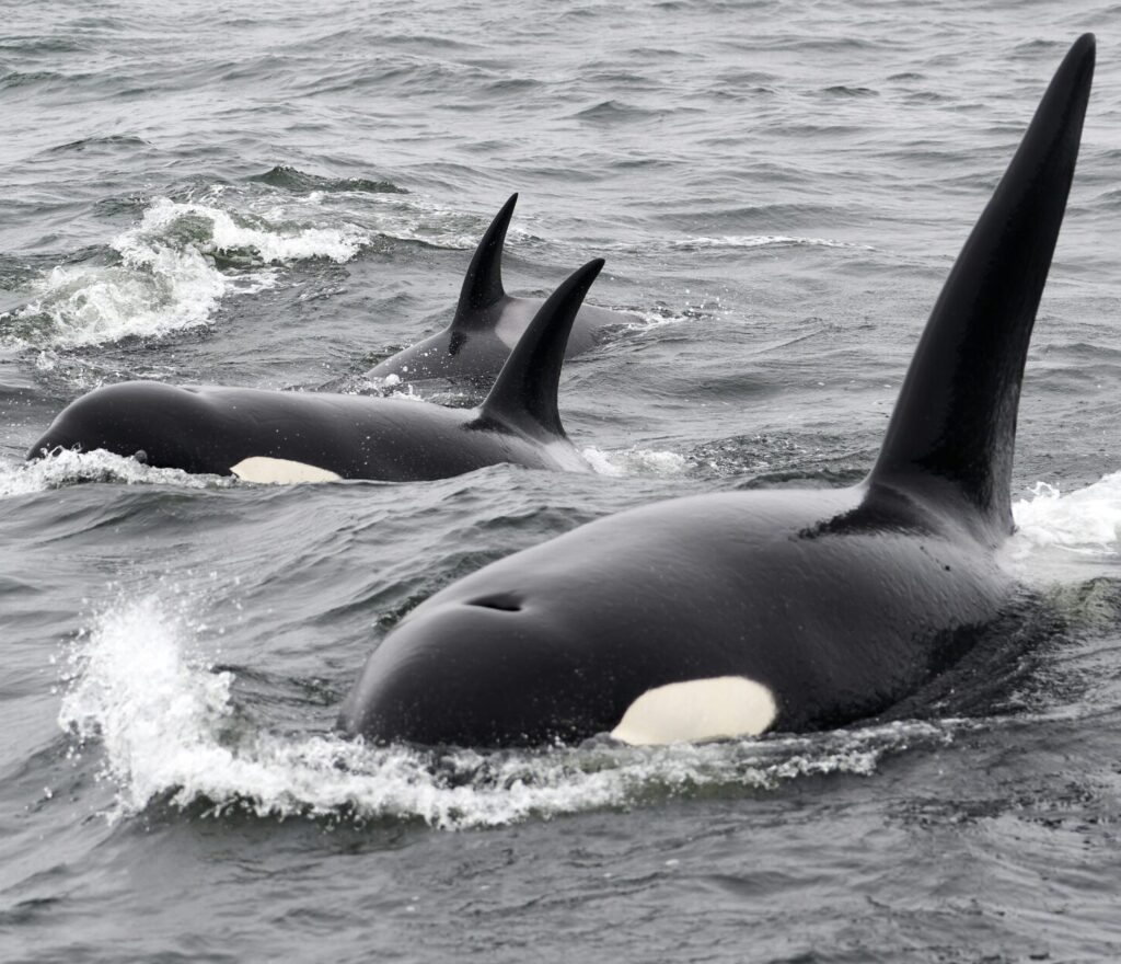 Fun Facts About Orcas You Probably Didn’t Know - Our Funny Little Site