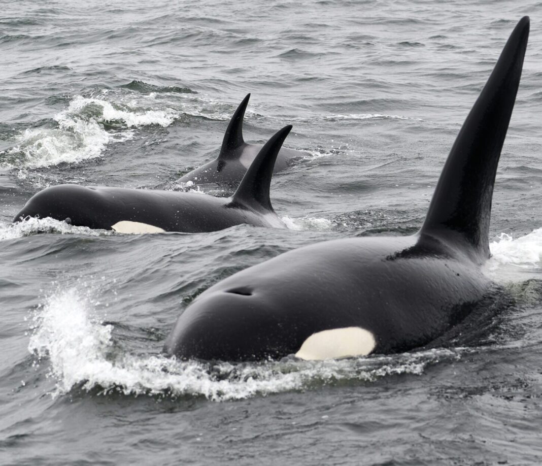 FUN FACTS ABOUT ORCAS HABITAT visual data 4