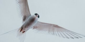 Arctic Tern