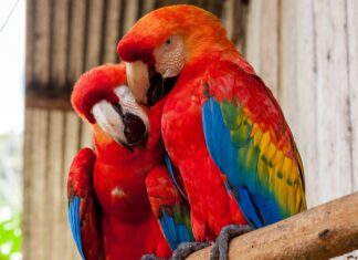 parrots