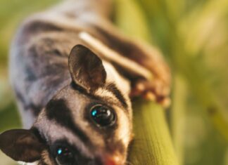 sugar gliders