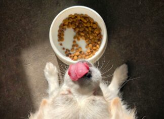 dog treats