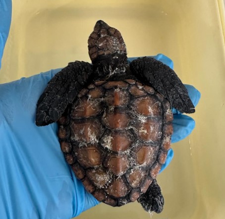 Two Oceans Aquarium in South Africa Saves 500 Baby Sea Turtles - Our ...