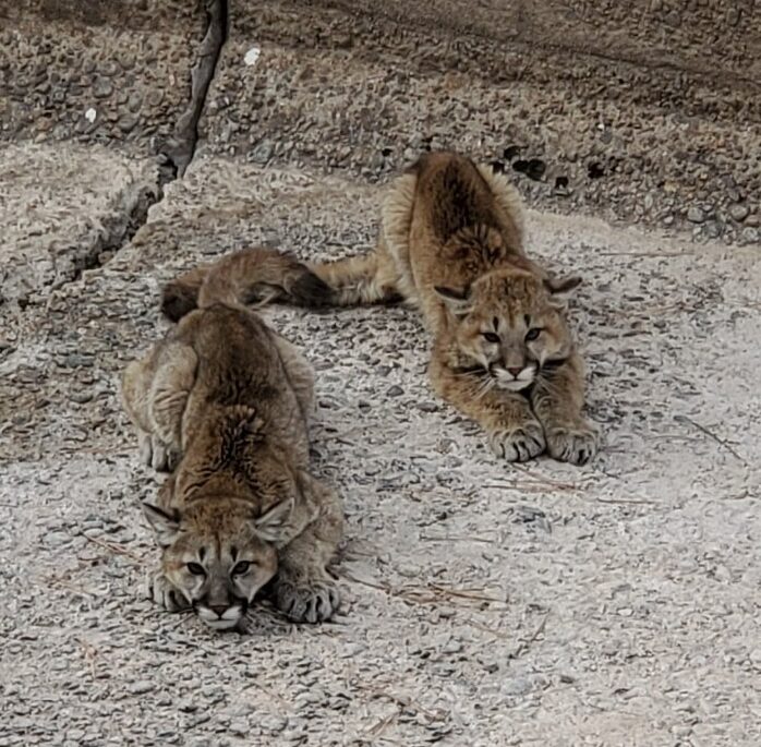 Two Mountain Lion Cubs Saved from a Spillway After Being Noticed by Dam ...