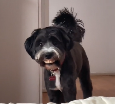 Dog Steals Grandma’s Dentures to Give Himself a New Smile - Our Funny ...