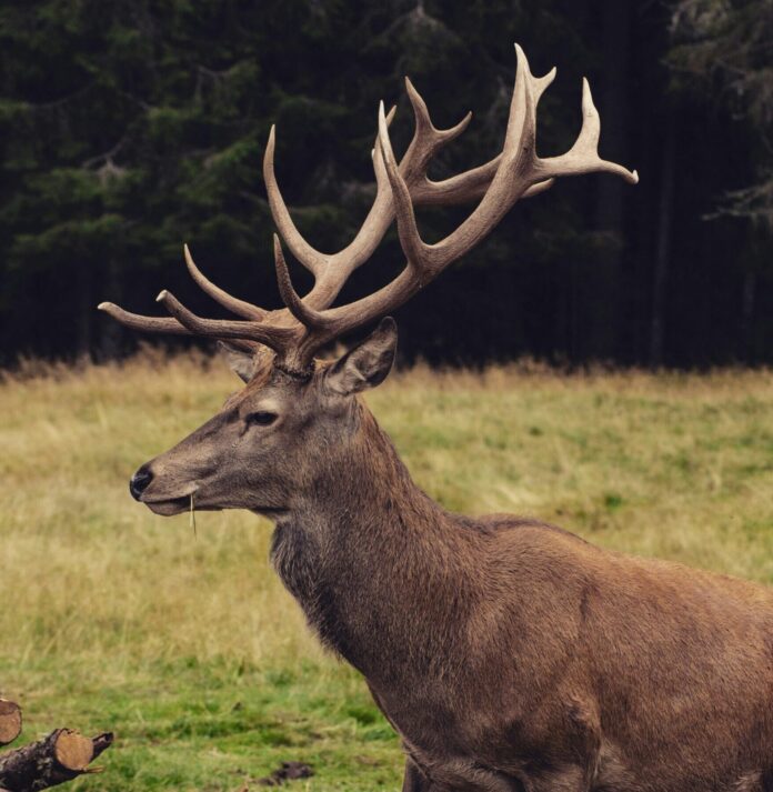 Deer