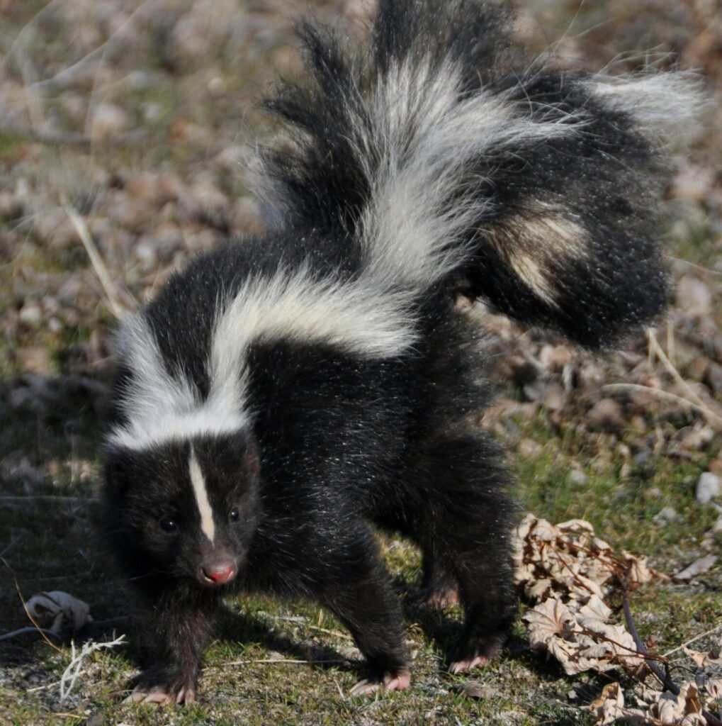Fun Facts About Skunks You Probably Didn’t Know - Our Funny Little Site