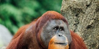orangutan