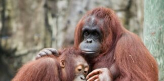 orangutans