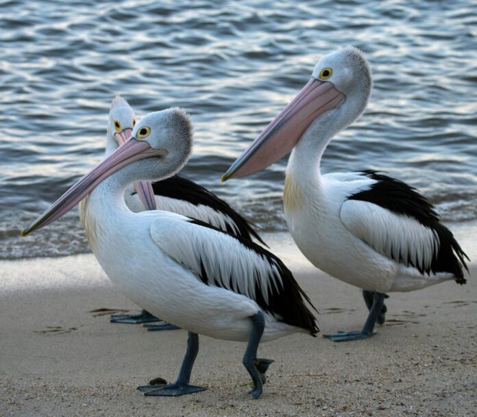 Pelicans