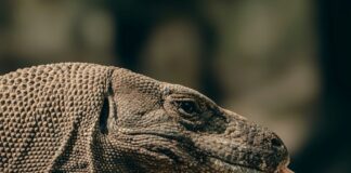 Komodo Dragon