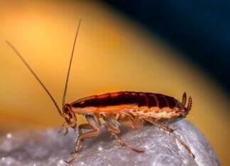 Cockroach