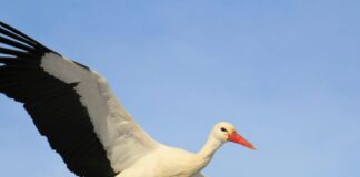 Stork