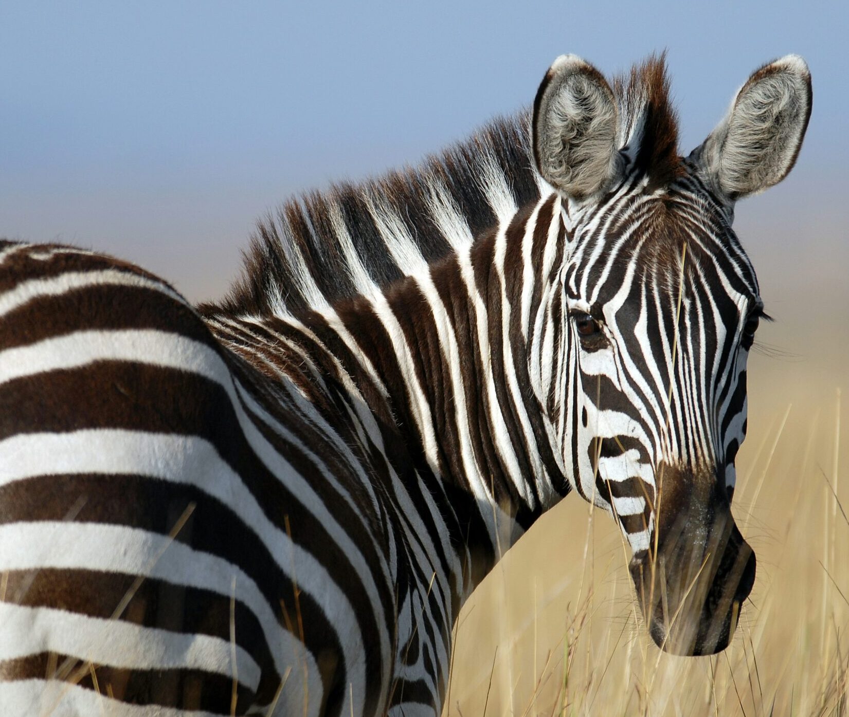 5 Fascinating Facts About Zebra Stripes - Our Funny Little Site