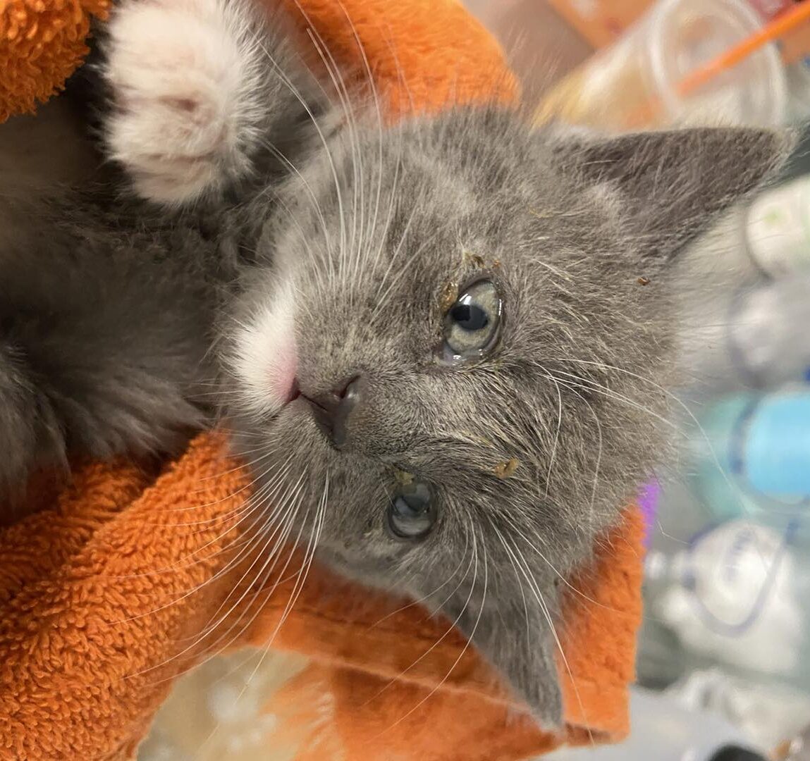Tiny Kitten Gives Rescuers a Hard Time After Being Stuck in a Storm ...