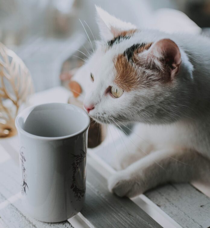 cat drinking milk