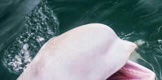 Beluga Whale