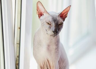 sphynx cat