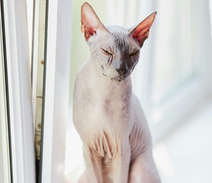 sphynx cat