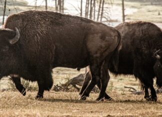 Bison in Yellowstone National Park