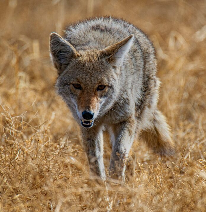 Coyote