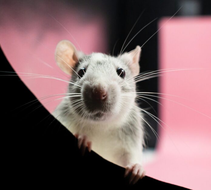 Little rat staring at camera