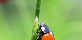 Ladybug