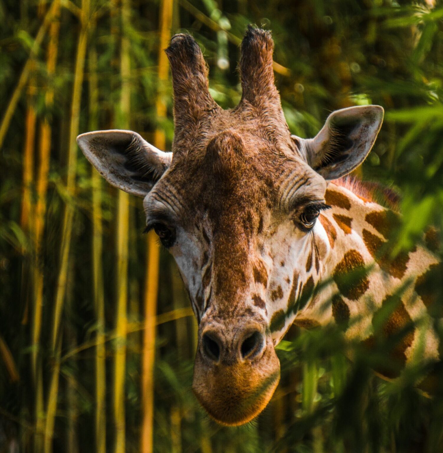 3 Things You Should Know About Giraffes’ Unique Sleeping Habits - Our