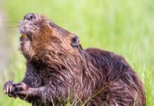 beaver