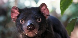 Tasmanian devil