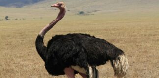 ostrich