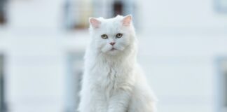 White cat