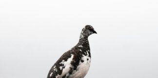 ptarmigan