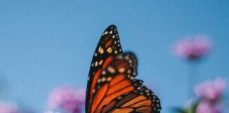 monarch butterfly