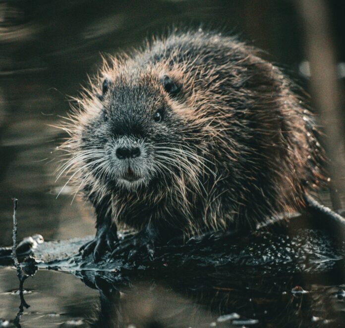 beavers