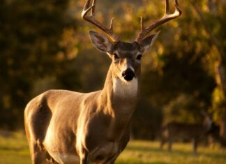 Deer
