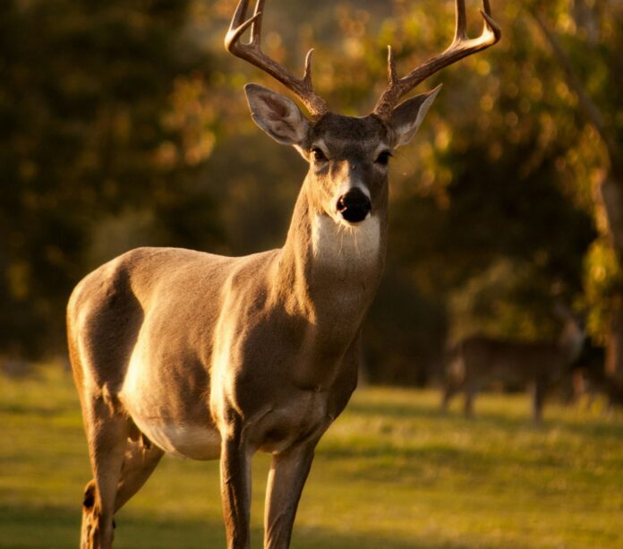 Deer
