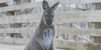 kangaroo