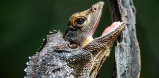 A Frill-necked lizard at Hartleys Crocodile Adventures, Australia