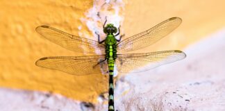 Dragonfly