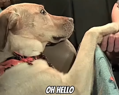 “The Uber Dog” Goes Viral After Riding Along with His Owner - Our Funny