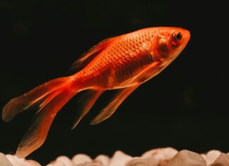 Goldfish